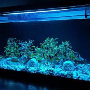 小白養(yǎng)魚不用愁，當(dāng)貝智能魚缸1 Ultra輕松助力