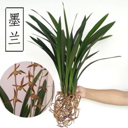 花無痕 企黑 3苗連體 不含盆