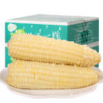 【260g/根】禾久甜糯玉米鮮食粘糯非東北玉米棒粒非轉(zhuǎn)基因真空8根