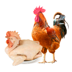 WENS 溫氏 農(nóng)養(yǎng)大公雞 1.4kg