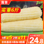 露茵玉米糯玉米新鮮黏粘玉米甜糯米玉米即食真空東北玉米8棒10棒