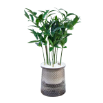 歐悟 室內(nèi)辦公桌面綠植凈化空氣除甲醛水培植物小綠植花卉盆栽綠蘿 竹柏 帶盆栽好