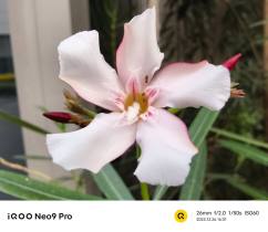 iQOO Neo9 Pro